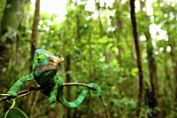 general view of a forest with a chameleon perched on a tree branch in Madagascar.