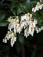 Close up of cluster white bell shaped flowers of pieris ' forest flame' evergreen shrub.