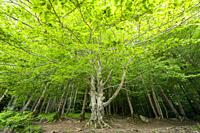 set of beech trees in spring in the montseny park.