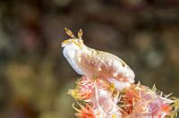 sea slug or nudibranch, Dermatobranchus sp. , Lembeh Strait, North Sulawesi, Indonesia, Pacific.
