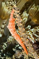 Ocellated Tozeuma shrimp, Tozeuma lanceolatum, Lembeh Strait, North Sulawesi, Indonesia, Pacific.