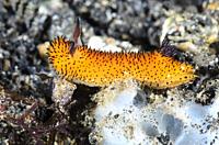 sea slug or nudibranch, Jorunna parva, Lembeh Strait, North Sulawesi, Indonesia, Pacific.