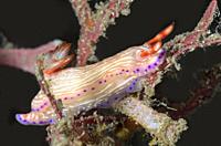 sea slug or nudibranch, Hypselodoris katherinae, Lembeh Strait, North Sulawesi, Indonesia, Pacific.
