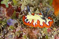 sea slug or nudibranch, Goniobranchus fidelis, Lembeh Strait, North Sulawesi, Indonesia, Pacific.