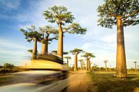 Pickup truck on dirt road, surrounded by imposing baobabs, from Morondava to Belo sur Tsiribihina. Madagascar