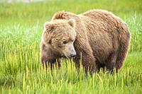 Male grizzly brown bear - Ursus arctos -, Lake Clark National Park, Alaska, U. S. A.