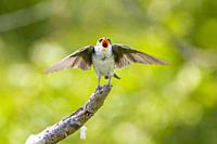 Tree Swallow - Tachycineta bicolor -, Potter Marsh, Anchorage coastal wildlife refuge, Anchorage, Alaska, U. S. A.