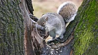 Close up from Grey squirrel on a tree eating food in the winter season