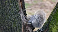 Close up from Grey squirrel on a tree looking for food in the winter season