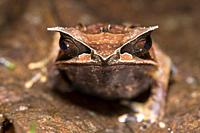 Long-nosed Horned Frog (Megophrys nasuta), Litter frogs family (Megophryidae), Kubah National Park, Kuching, Sarawak, Borneo, Malaysia.
