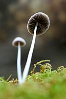 Mycena Epipterygia. Mushroom macro photography.