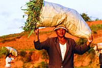 lady carrying a sack of rice on the central plateau of madagascar