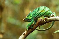 General view of a forest with a chameleon perched on a tree branch in Madagascar, Ranomafana National Park