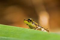 Ranidae, true frog on a leaf in Ranomafana National Park, Madagascar