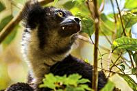 lemur Indri, in Ranomafana Natural Park eating leaves on top of a tree. Madagascar
