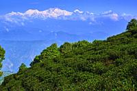 India, West Bengal, Darjeeling, tea garden and view to the Himalayas, the Kangchenjunga 8586m.