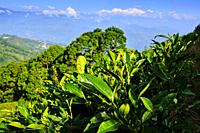 India, West Bengal, Darjeeling, tea garden and view to the Himalayas, the Kangchenjunga 8586m.