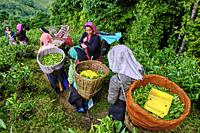 India, West Bengal, Darjeeling, Phubsering Tea Garden, tea garden, tea picker picking tea leaves.