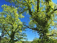Oak trees (Quercus) covered by Common Ivy (Hedera helix). Springtime at Perafita village countryside. Lluçanès region, Barcelona province, Catalonia, ...