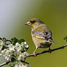 A male Greenfinch (Carduelis chloris) in the Uk.