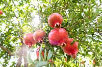 Pomegranates on branch. Canosa DP, Puglia. Italy.