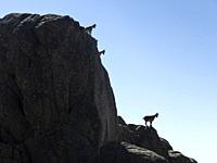 Mountain goat on the route up to El Peñotillo and Maliciosa, Sierra de Guadarrama National Park, Mataelpino, Madrid.