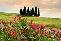 Val d'Orcia, Italy- June, 2019 : Cypress trees near San Quirico d'Orcia with Lupinella flowers in foreground and cloudy sky, Italy.