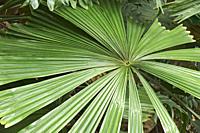Australian fan palm (Licuala ramsayi). Called Queensland also.