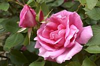 Hybrid rose flower (Rosa).