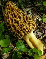 Morel mushroom western Pennsylvanaia woodland.
