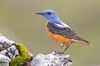 Common Rock Thrush (Monticola saxatilis), side view of an adult male standing on a rock, Abruzzo, Italy.