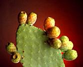 Prickly pear close-up, Sicily.