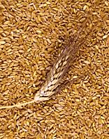 Wheat, Sicily.