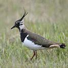 Northern Lapwing / Kiebitz ( Vanellus vanellus ), adult female, resting in an extensive meadow, typical surrounding, wildlife, Europe. .