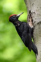 Black Woodpecker ( Dryocopus martius ) perched in font of its nesting hole at an old beech, with ants on its plumage, wildlife Europe. .