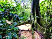 Amazonian rain forest.Ceiba pentranda tree, Peruvian jungle. Huanuco department, Perú, South America.