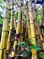 Amazonian rain forest.Bambusa vulgaris, Peruvian jungle. Huanuco department, Perú, South America.