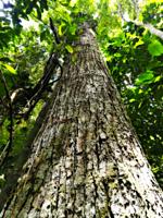 Amazonian rain forest.Tornillo tree (Cedrelinga catanaeformis), Peruvian jungle. Huanuco department, Perú, South America.