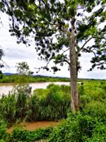 Amazonian rain forest.Huallaga river. Peruvian jungle. Huanuco department, Perú, South America.