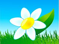 a flower is a comomile on nature vector illustration.