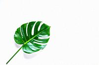 Tropical palm leaf isolated. view from above.