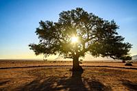 Sun Shining Through a Tree at the Nambtib Biosphere Reserve , Namibia.