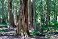 The Ross Creek Cedar Grove is a small conservation area that contains Western Red Cedars over 1,000 years old.