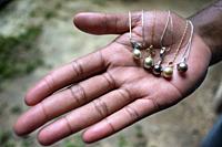 Hands holds a selection of raw Fiji Black lip oyster black pearls. Mamanucas island group Fiji.