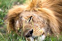 One big lion sleeps in the grass of the Kenyan savannah.