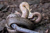 A smooth snake wraps around a captured slow worm.