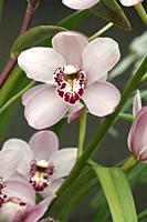 Hybrid Boat orchid (Cymbidium).