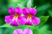 Lewis monkeyflower (Mimulus lewisii) in the Wildflower Garden at Crater Lake National Park. Oregon, U. S. A.