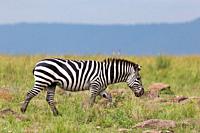 The Zebra family grazes in the savanna in close proximity to other animals.