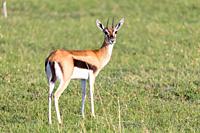The Thomson gazelles in the middle of a grassy landscape in the Kenyan savanna.